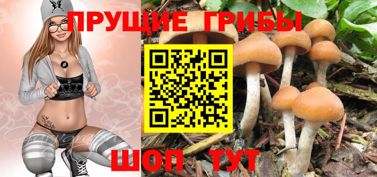 Галлюциногенные грибы Psilocybine cubensis Славгород